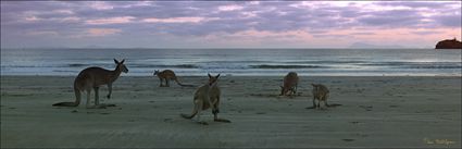 Kangaroos at sunrise - Cape Hillsborough NP - QLD (PBH4 00 15213)